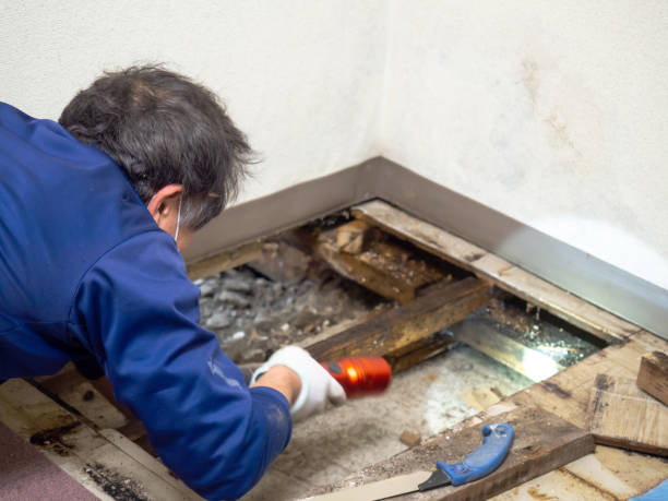 Best Black Mold Removal  in Danville, VA