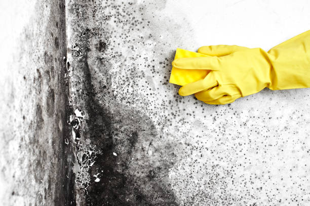 Reliable Danville, VA Mold Removal Solutions