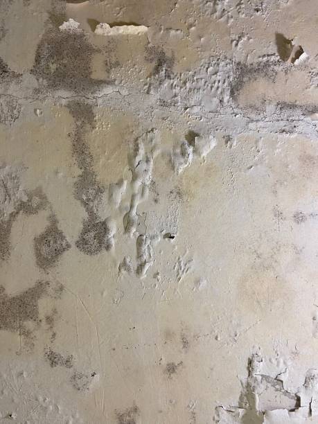 Best Residential Mold Removal  in Danville, VA