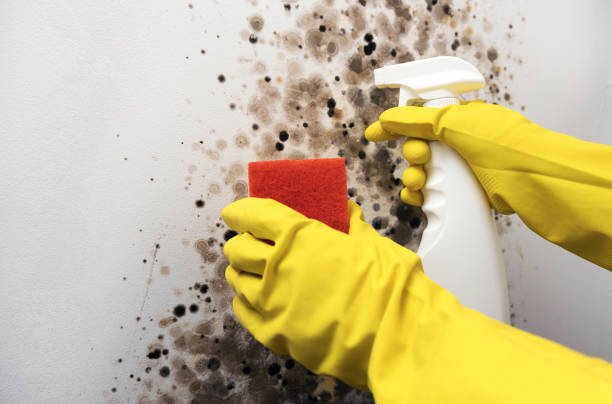 Best Best Mold Removal Companies  in Danville, VA
