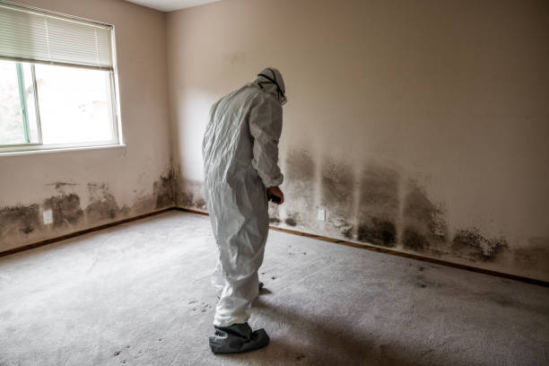 Reliable Danville, VA Mold Removal Solutions