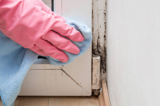 Best Mold Remediation  in Danville, VA