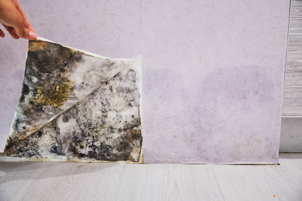 Best Fast Mold Removal  in Danville, VA